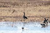 Canadian Geese Bosque Dec 2018